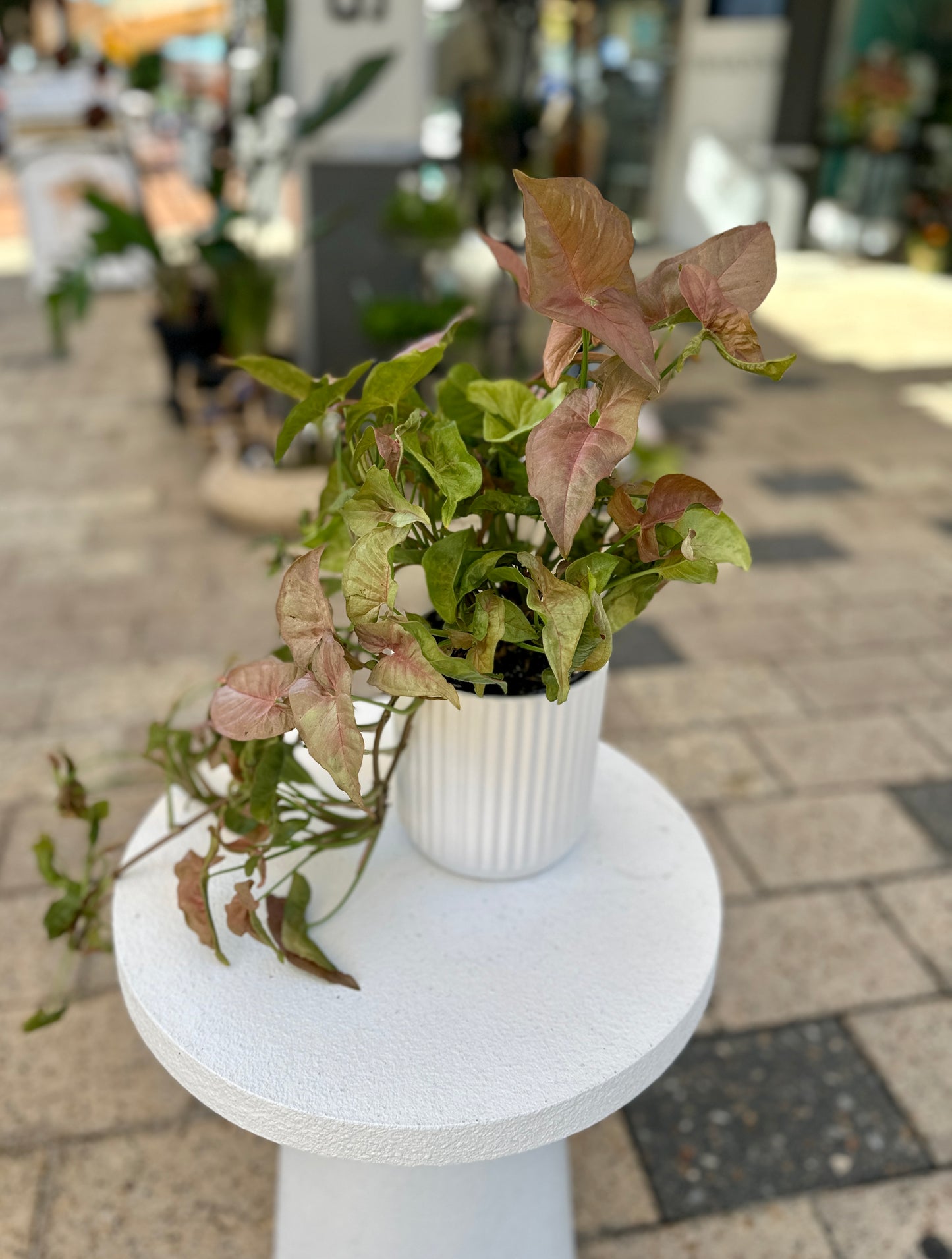 White potted pothos White potted pothos