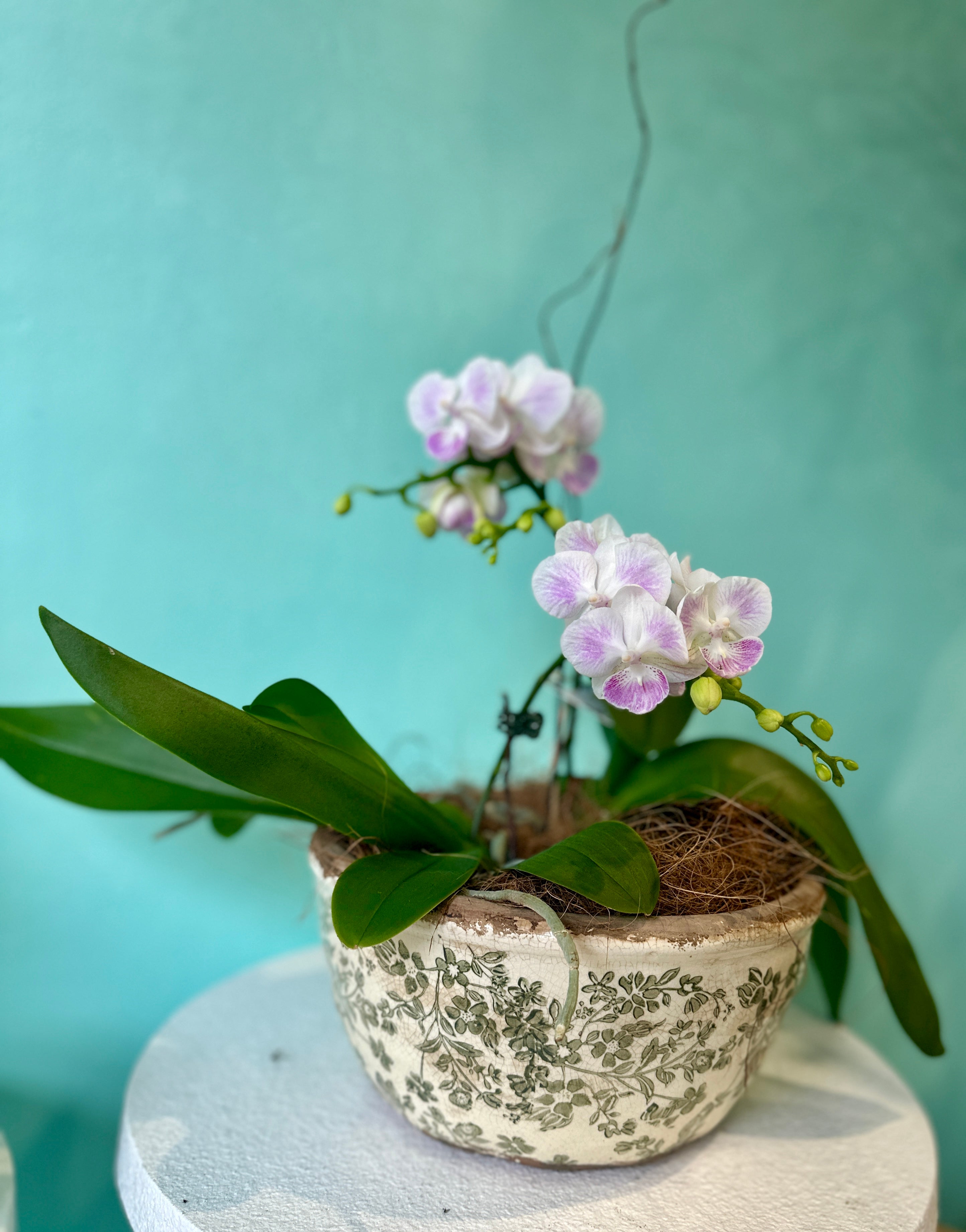 Triple stem potted orchid orchid arrangement by Wild Pansi Triple stem potted orchid orchid arrangement by Wild Pansi