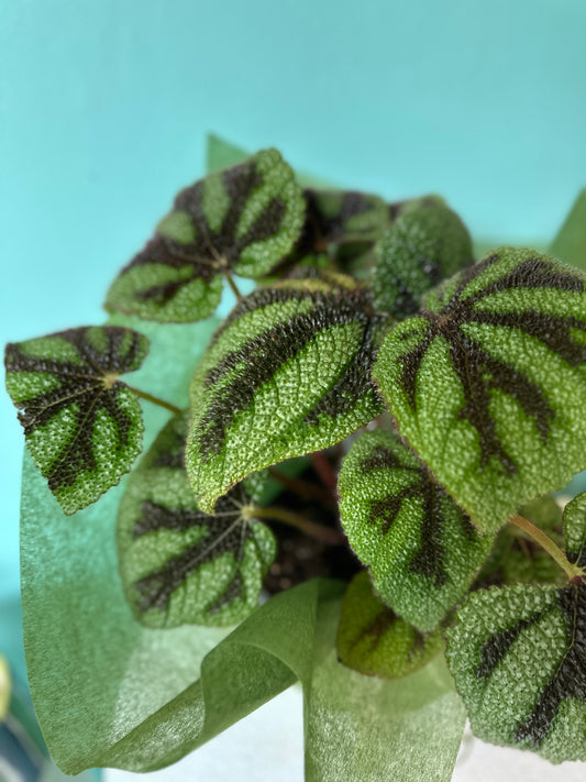 Iron Cross Begonia Iron Cross Begonia