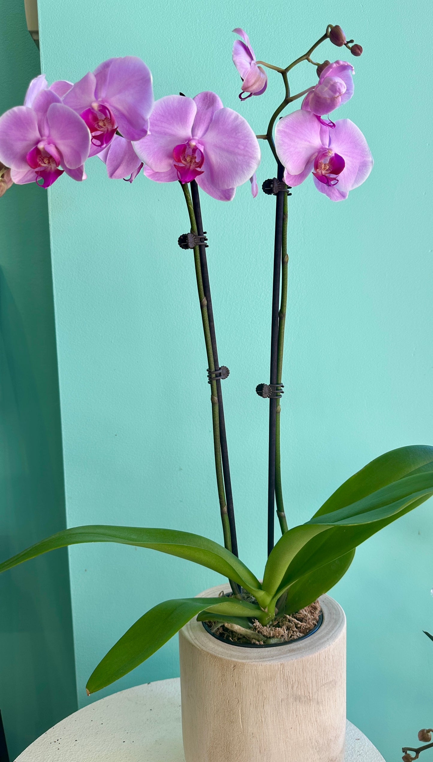 Orchid in natural wooden pot orchid arrangement by Wild Pansi Orchid in natural wooden pot orchid arrangement by Wild Pansi