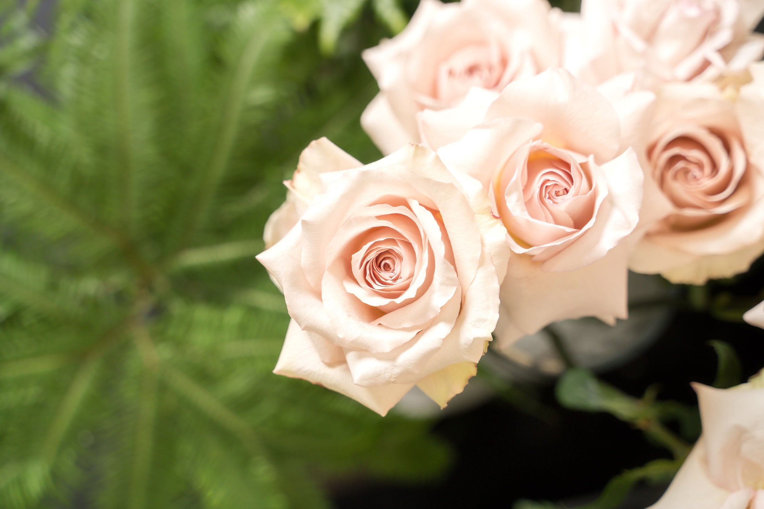 Say it with roses Say it with roses