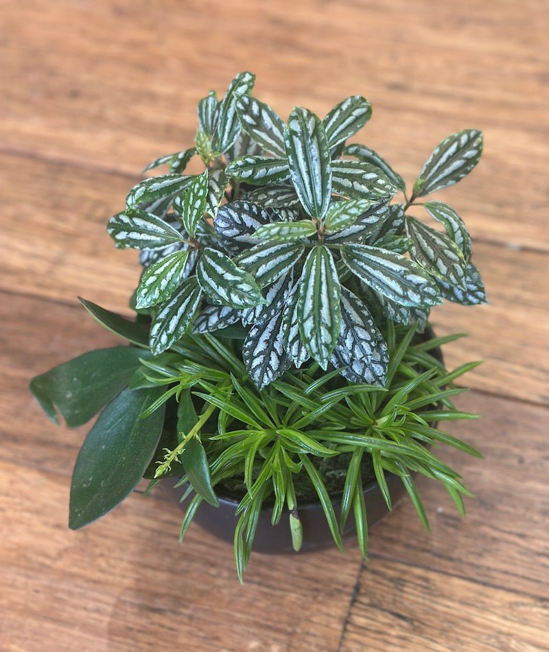 Designer indie plant gift bowl - Wild Pansi