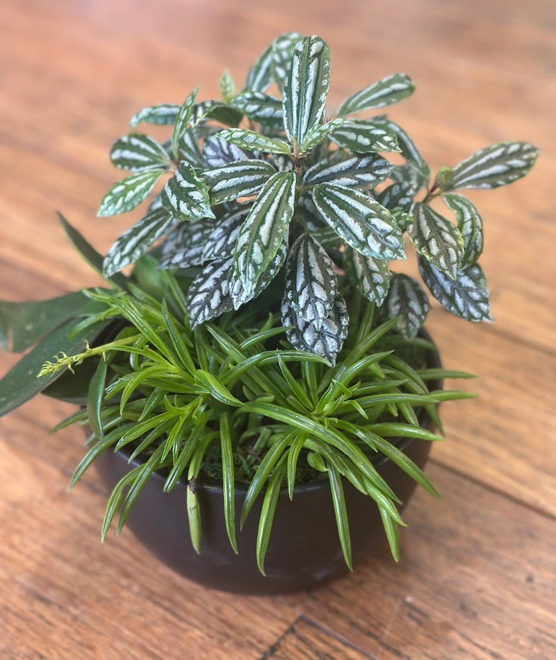 Designer indie plant gift bowl - Wild Pansi