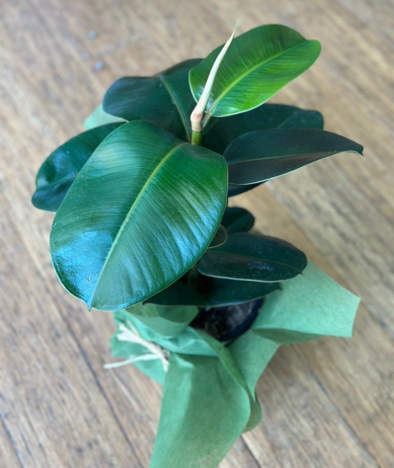 Ficus Elastic - Wild Pansi