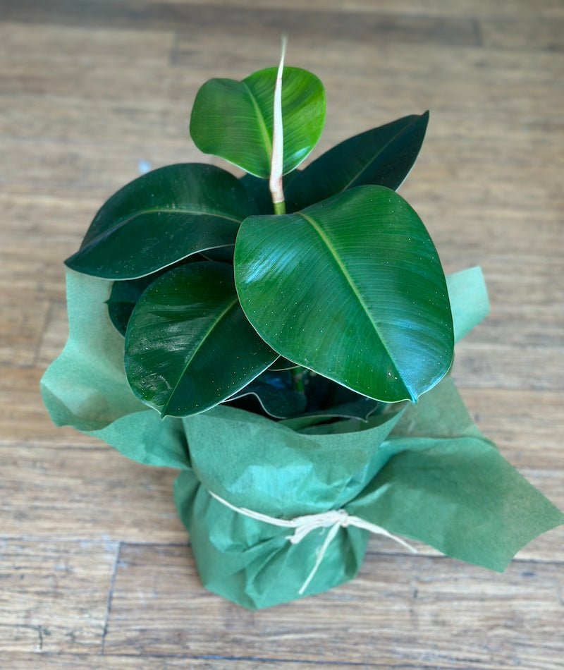 Ficus Elastic - Wild Pansi