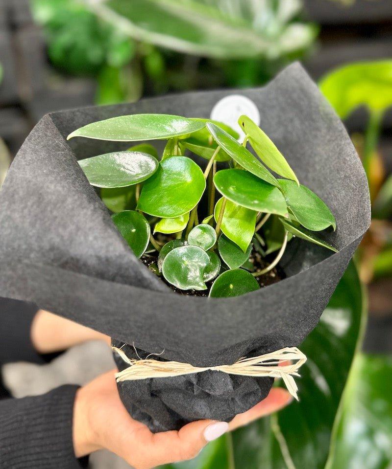 Peperomia Polybotraya - Wild Pansi