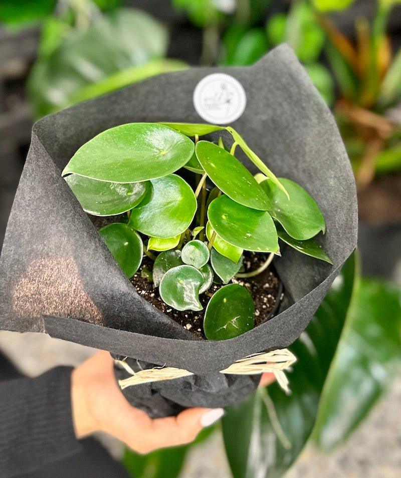 Peperomia Polybotraya - Wild Pansi