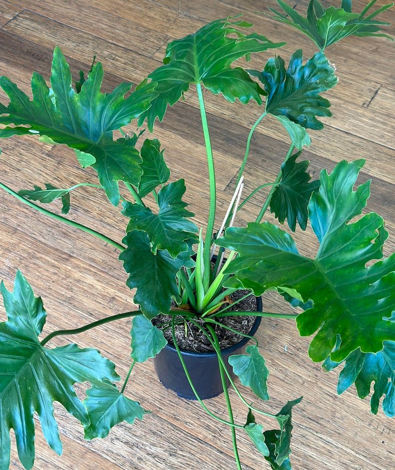 Philodendron Shangrala - Wild Pansi