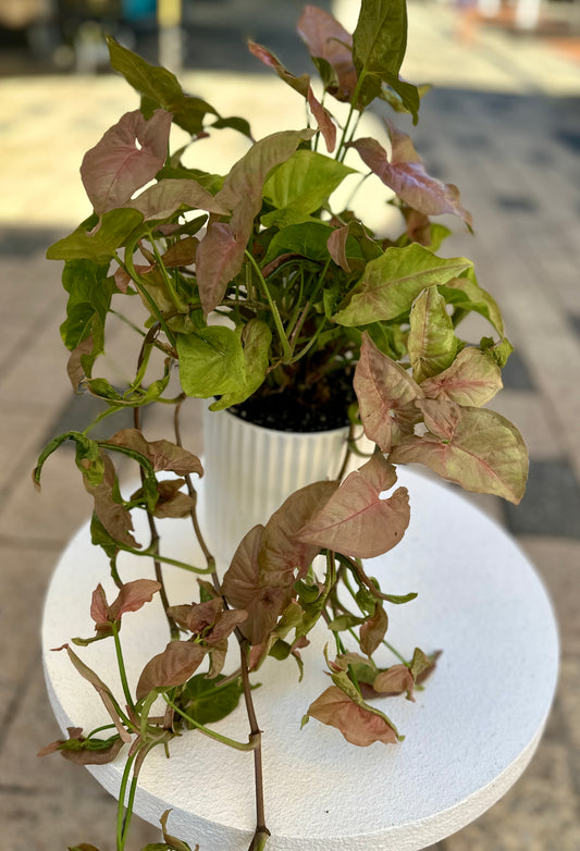 White potted pothos