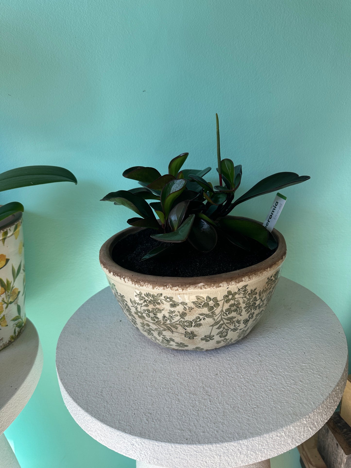 Potted Green Peperomia