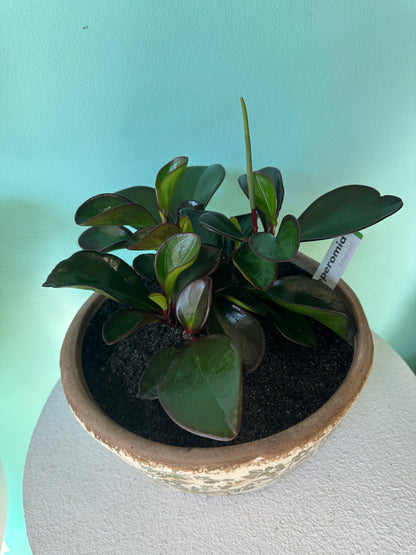 Potted Green Peperomia