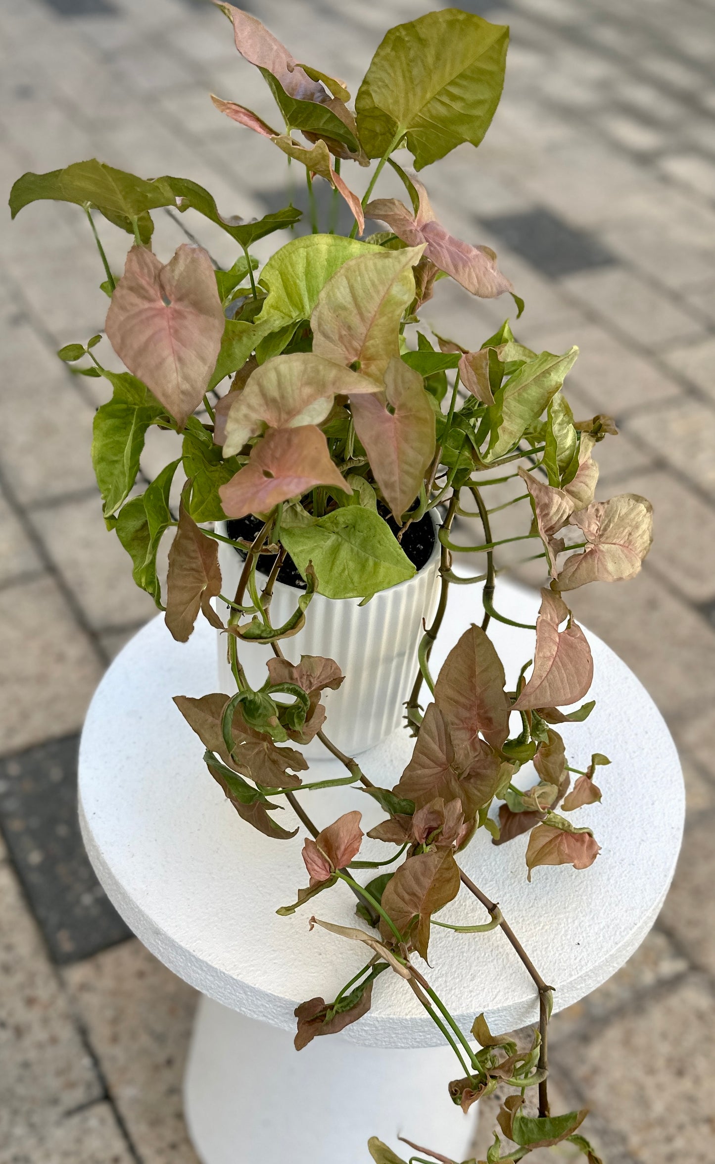 White potted pothos