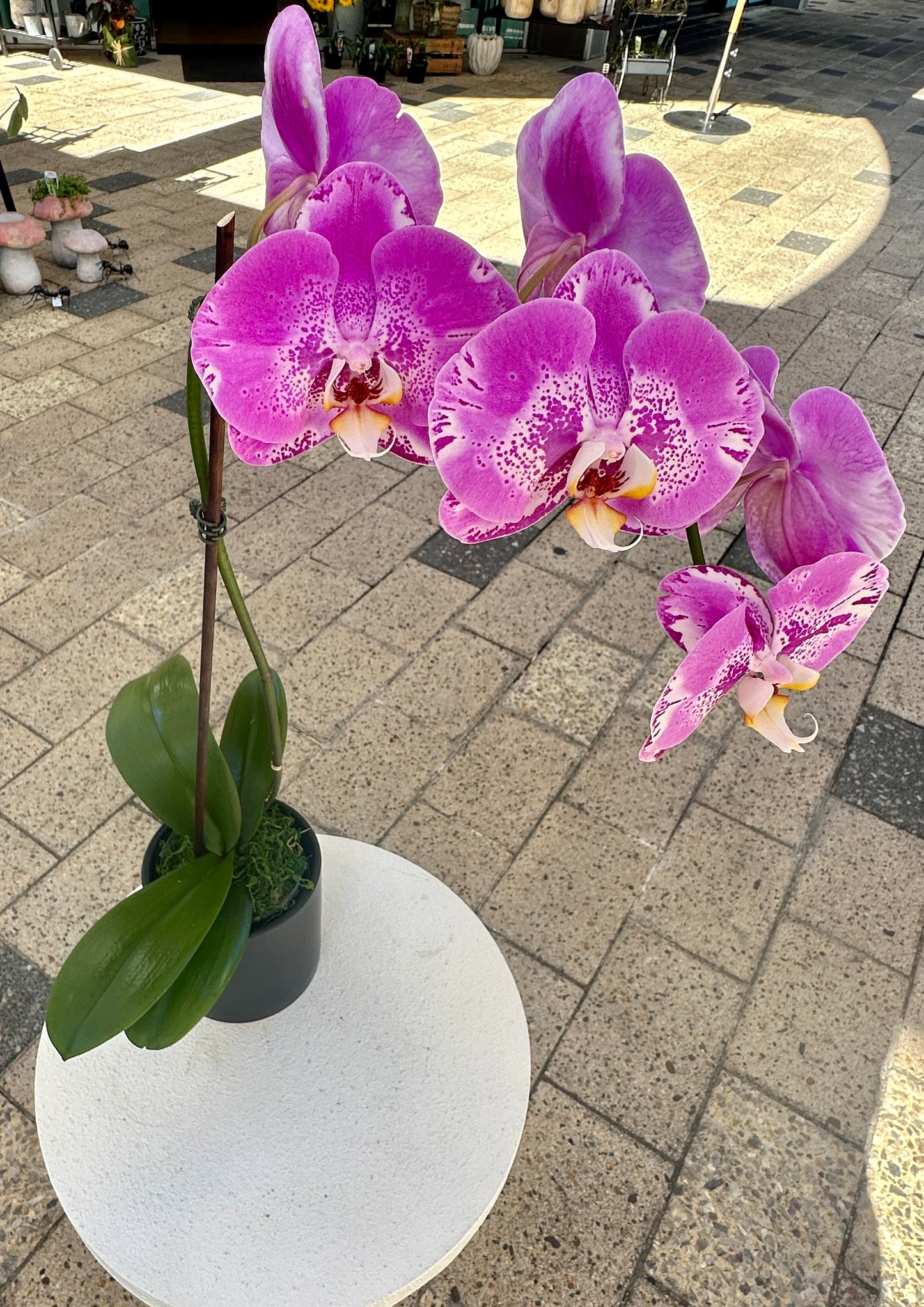 Pink potted orchid