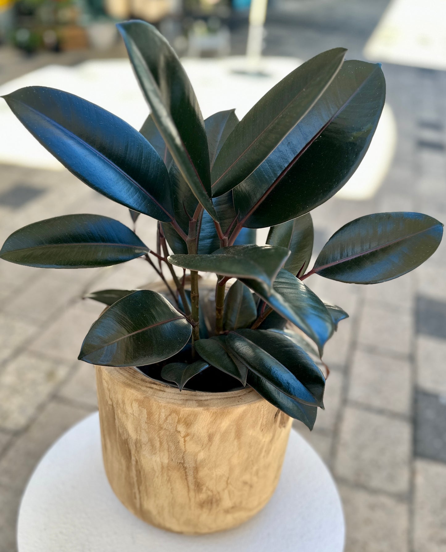 Potted ruby Ficus