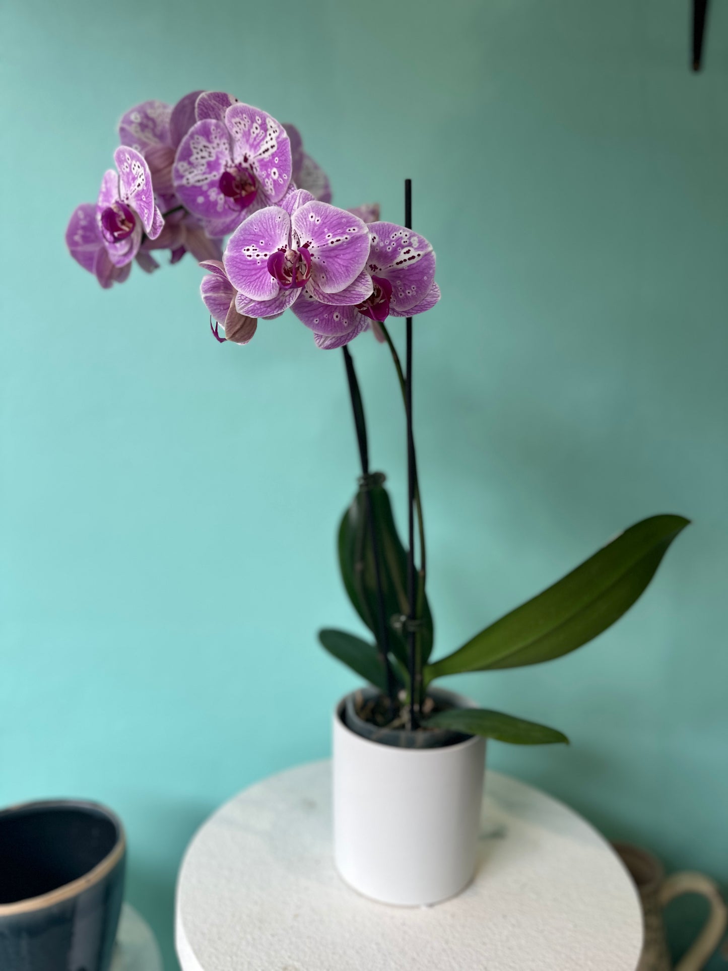 Potted double stem orchid