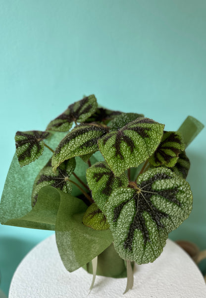 Iron Cross Begonia