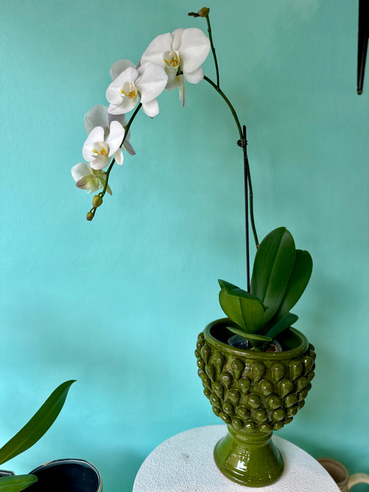 Orchid in ceramic planter