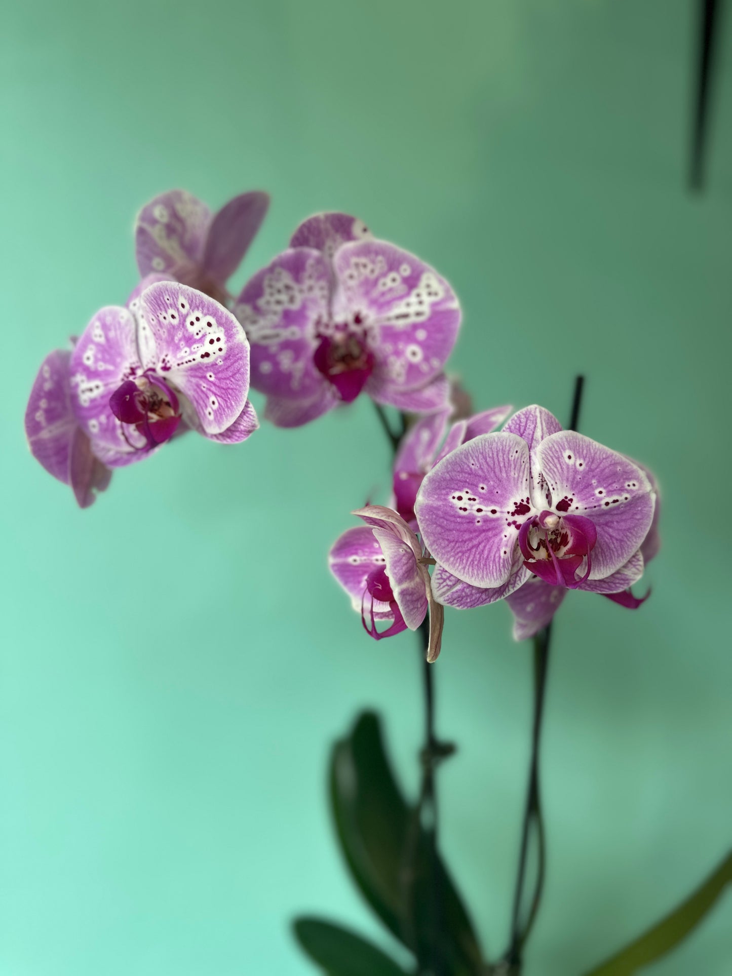 Potted double stem orchid