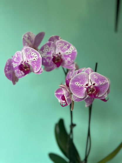 Potted double stem orchid