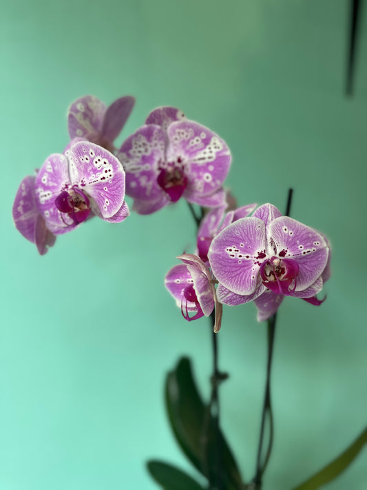 Potted double stem orchid