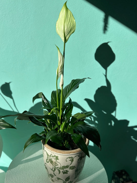 Peace Lilly