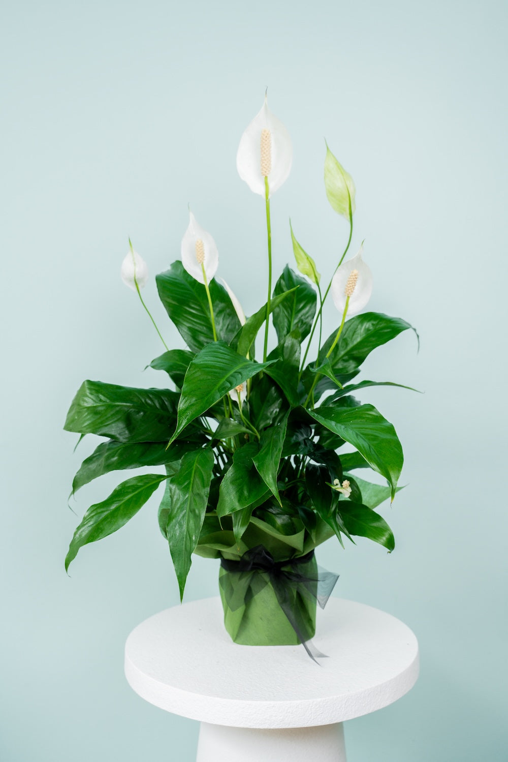 Peace Lilly