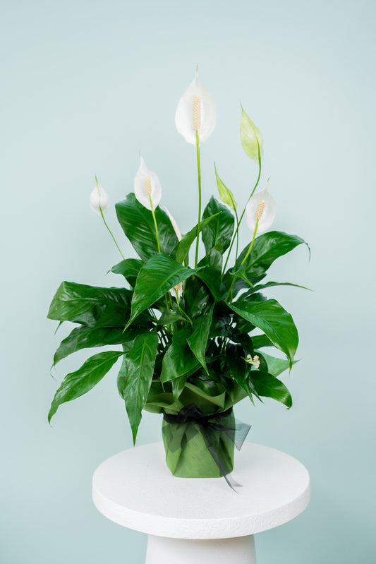 Peace Lilly