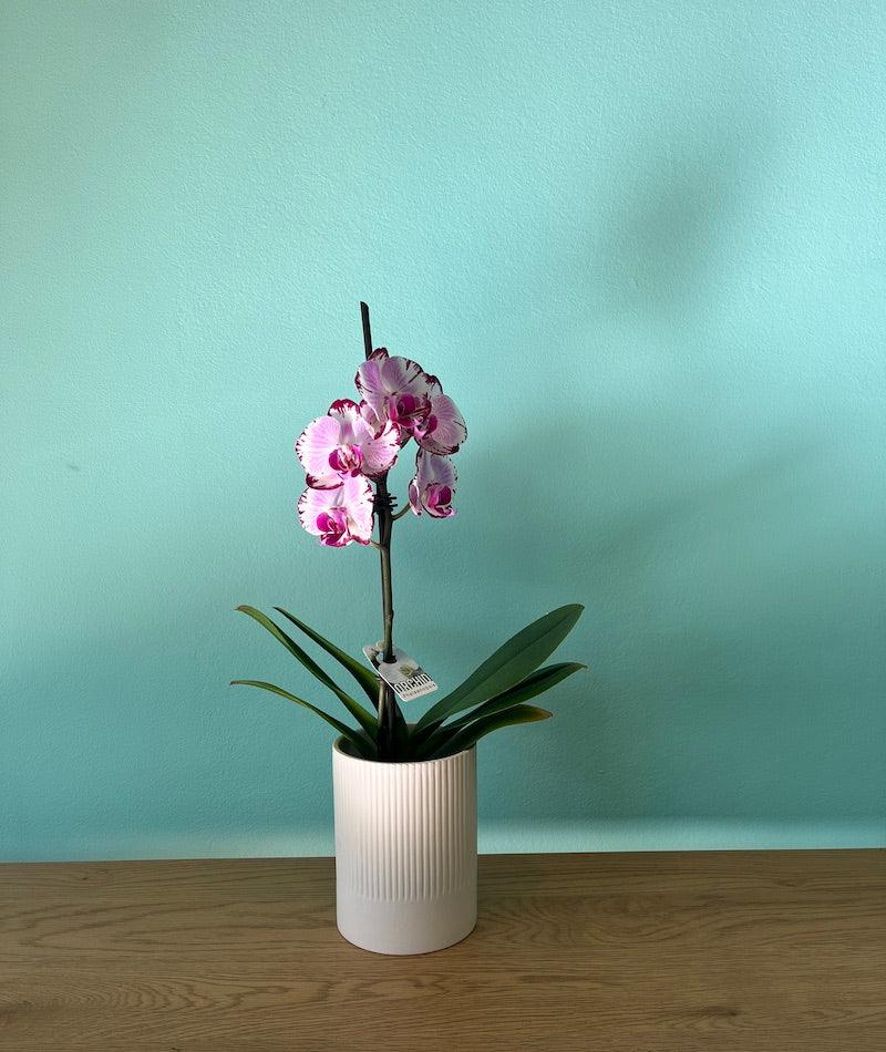 pink potted orchid - is this the same as the other one online? - Wild Pansi 