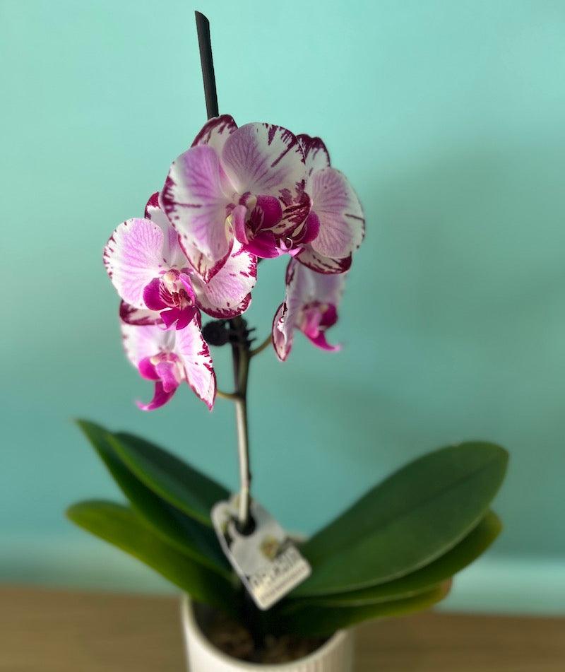 pink potted orchid - is this the same as the other one online? - Wild Pansi 