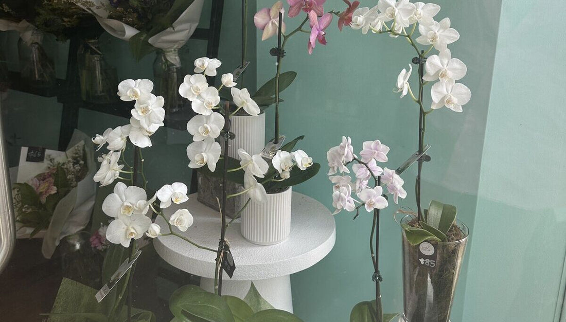 Florist Coffs Harbour Local Flower Delivery Wild Pansi