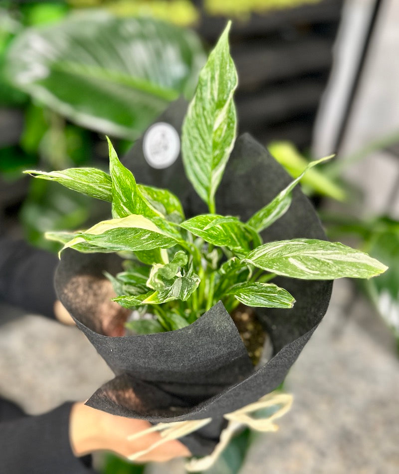 Bright flower bouquets Wild Pansi Florist, Coffs Harbour