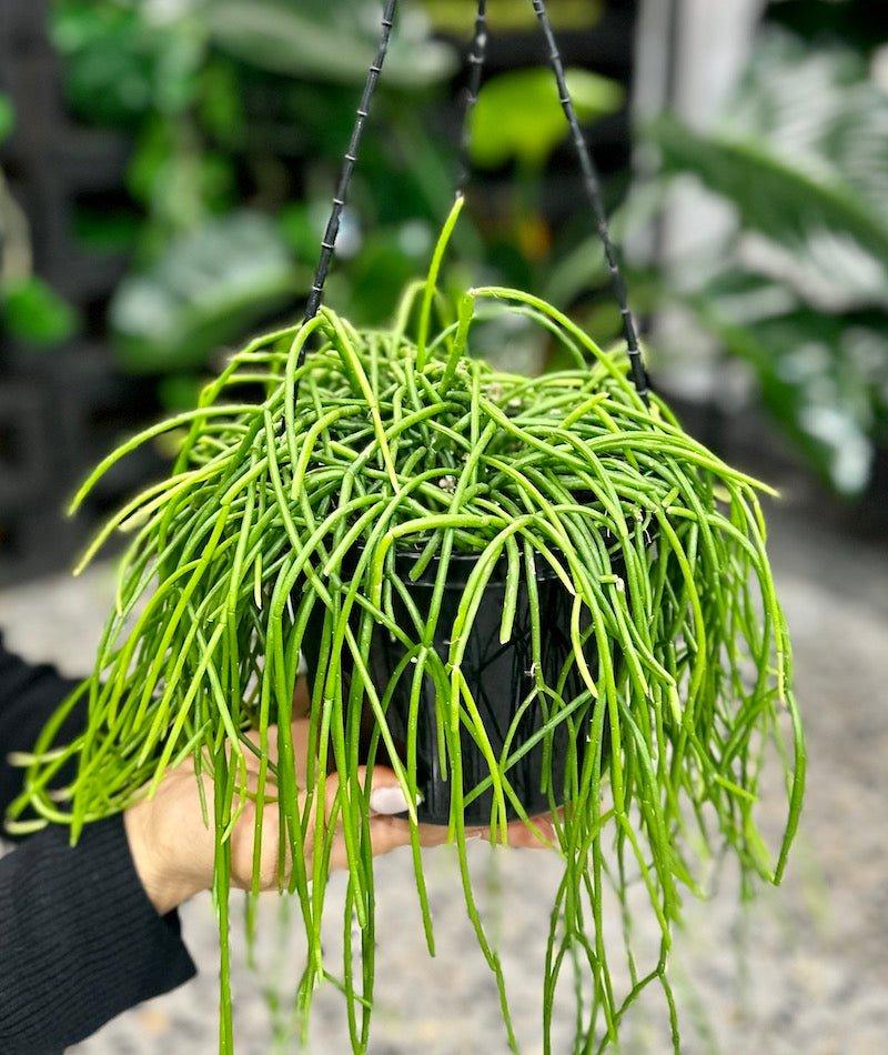 Hanging basket Rhipsalis Capilliformis - Wild Pansi