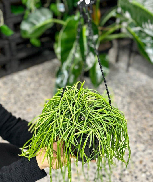 Hanging basket Rhipsalis Capilliformis - Wild Pansi
