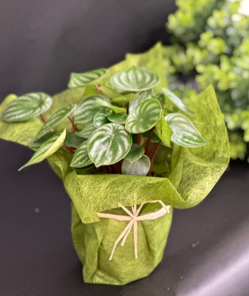 Peperomia agryreia melon