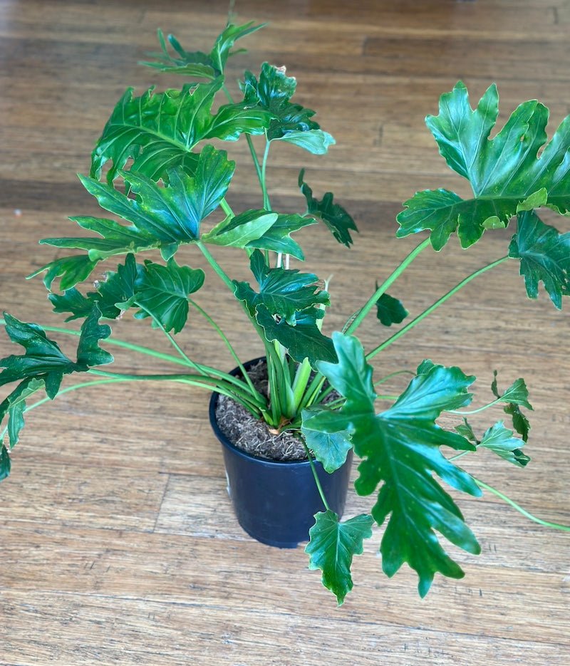 Philodendron Shangrala - Wild Pansi