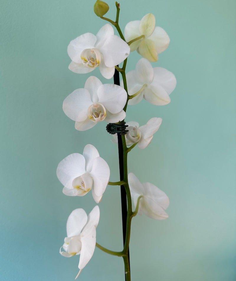 White Phalaenopsis Orchid - Wild Pansi