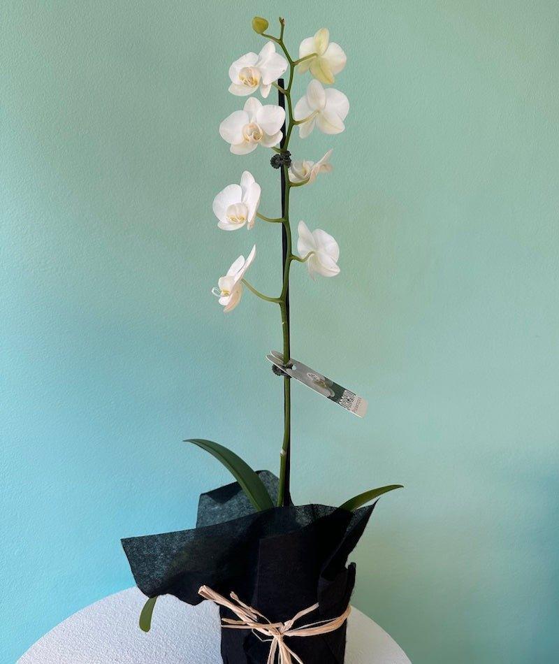 White Phalaenopsis Orchid - Wild Pansi